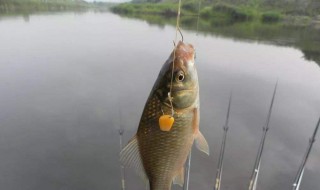 钓鲫鱼用伊势尼几号钩??（串钩钓鲫鱼用伊势尼几号钩）