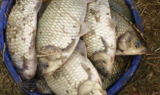 飞盘撒网怎么撒不到鱼（飞盘撒网收网时怎么不跑鱼）