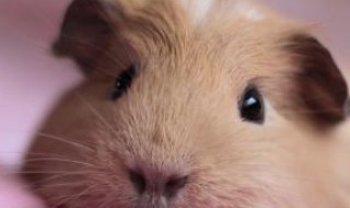 初中男孩适合养的宠物(初中生适合养的宠物)