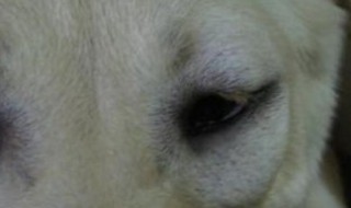 狗狗无端端眼睛和嘴巴都肿了 狗狗无端端眼睛和嘴巴都肿了还痒