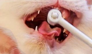 猫牙齿断了怎么办 猫牙齿断了怎么办图片