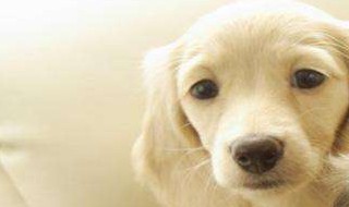 宠物店收狗吗（宠物店收狗吗?不想养的狗狗怎么处理?）