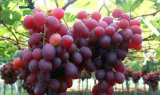 适合北方庭院种植的葡萄品种（适合北方种植葡萄树）