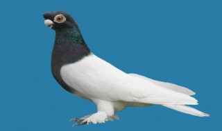 观赏鸽什么鸽子最贵 观赏鸽什么鸽子最贵的