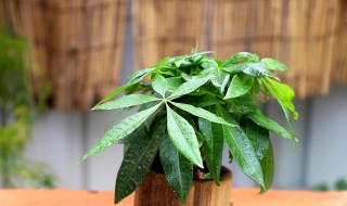 招财树几天浇一次水（招财树几天浇一次水夏天）