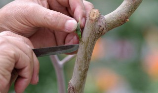 栽培果树时嫁接口可以埋掉吗? 栽培果树时嫁接口可以埋掉吗