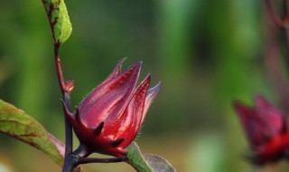 洛神花的花语和寓意（洛神花的花语和寓意图片）