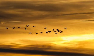 白露时节出生寓意 生在白露时节的女孩