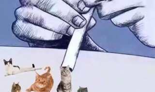 非法吸猫是什么意思 非法吸猫是什么意思啊