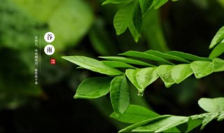 谷雨一定会下雨吗 谷雨是不是要下雨