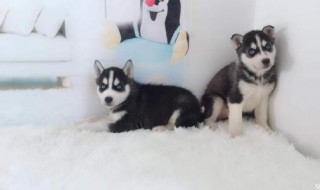 哈士奇颜色有几种（哈士奇颜色种类）