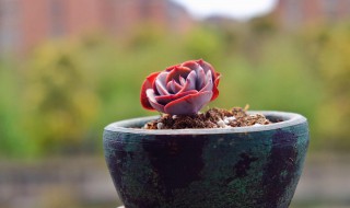 红粉台阁的功效与作用 红粉台阁和蓝粉台阁的区别