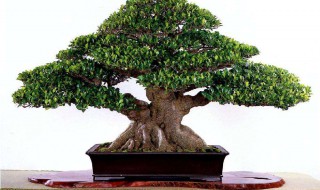 养榕树真的不吉利吗 家里为什么不能养榕树,养榕树真的不吉利吗