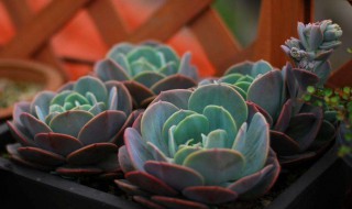 红粉台阁怎么度夏(红粉台阁好度夏吗)