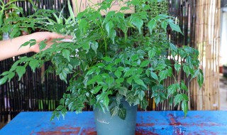 幸福树的拜访禁忌 幸福树的摆放禁忌