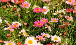 波斯菊最适宜种植时间 波斯菊的最佳种植时间
