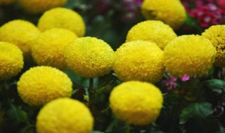 乒乓菊花语是什么（乒乓菊花语是什么意思黄色）