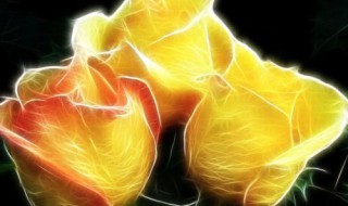 黄玫瑰的历史 神秘的黄玫瑰历史背景