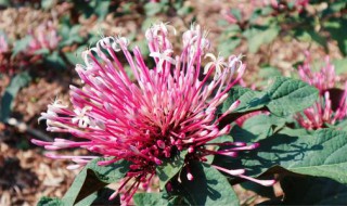 烟火树的花语 烟火花的花语