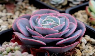 红粉台阁老桩怎么养护 多肉蓝粉台阁老桩