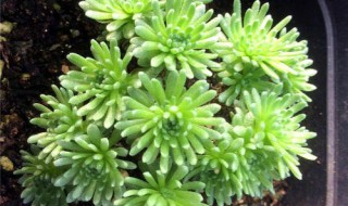 多肉球松有毒吗 球松是多肉吗