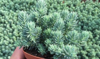 多肉球松怎么养（多肉植物松球怎么养）