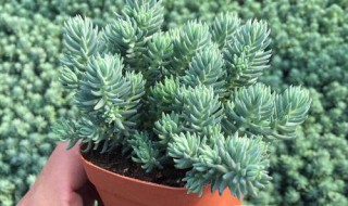 球松多肉夏天会死吗（球松多肉耐寒吗）