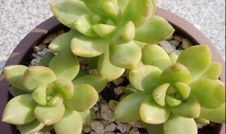 黄丽多肉怎么修剪(多肉黄丽老桩如何修剪)