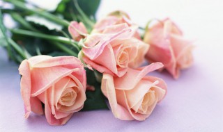 粉红色玫瑰的含义（粉红色玫瑰的含义是什么）