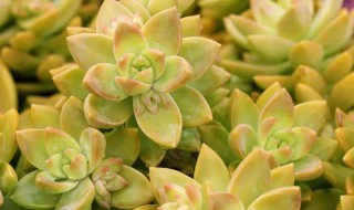 黄丽多肉怎么养（黄丽多肉怎么养变色快）