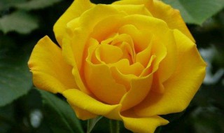 黄玫瑰的含义 33支黄玫瑰的含义