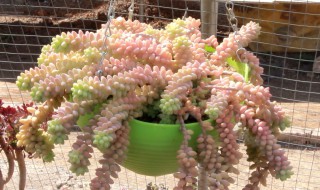 新玉缀多肉怎么养 多肉新玉缀的养殖方法和注意事项