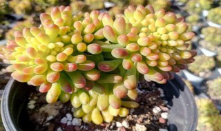 春萌容易缀化吗（春萌容易缀化吗?）