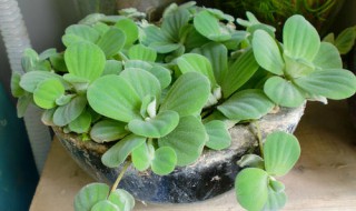 水芙蓉怎么繁殖（水芙蓉怎么繁殖快）