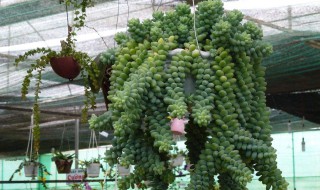 新玉缀夏天怎么养（新玉缀的养殖方法和注意事项）