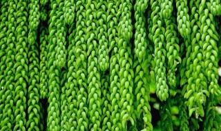 新玉缀的功效与作用 新玉缀有什么作用