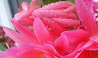 水芙蓉的繁殖方法(水芙蓉的繁殖方式)