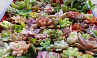 多肉春萌开花会死吗 多肉春萌开花会死吗视频