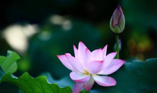 水芙蓉的花语(水芙蓉的花语是什么)