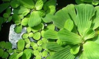 水芙蓉叶子发黄怎么办（水芙蓉叶子黄了怎么办）