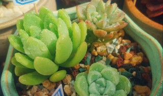 春萌掉叶子怎么办（春萌开花了怎么处理）