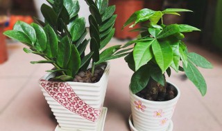 金钱树的花语和寓意 金钱树花语象征与寓意