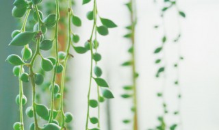 佛珠和情人泪哪个好养(佛珠和情人泪哪种好养活一点)