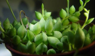 佛珠和情人泪的区别（佛珠和情人泪的区别是什么）