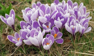 番红花有什么传说故事 红花的经典传说故事