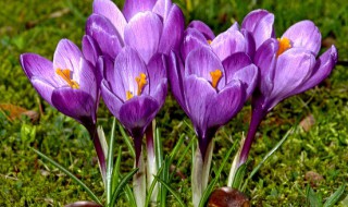 番红花的花语和寓意（白色番红花花语和寓意）