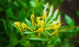 金银花的花语（金银花的花语和寓意）