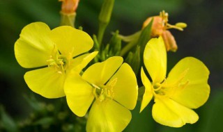 闭经能吃月见草吗 闭经可以吃月见草吗