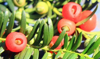 红豆杉怎么分公母(红豆杉公母怎么区分)