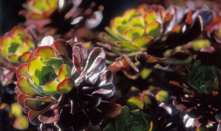 哪种黑法师最好看(哪种黑法师最好看的)